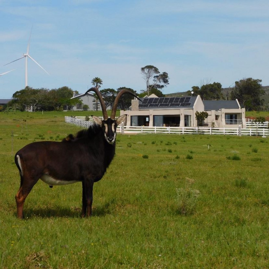 0 Bedroom Property for Sale in Kabeljauws Eastern Cape